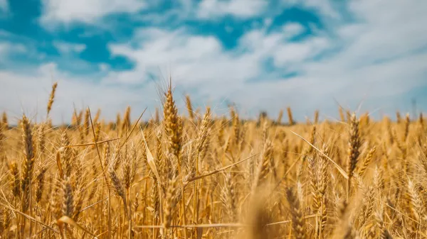 Регенеративное земледелие и производство зерновых культур – опыт Дагестана