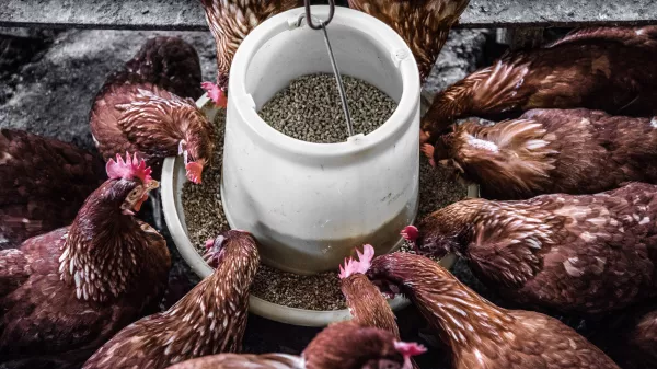 Впервые в Дагестане запустили производство кормов для птицы