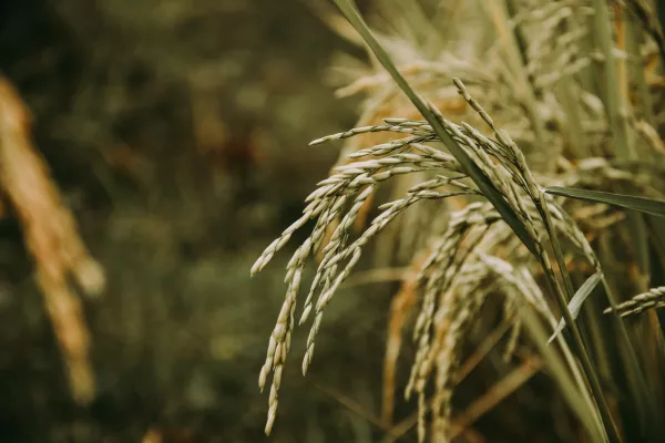 Минсельхоз Дагестана стимулирует переработку риса внутри региона